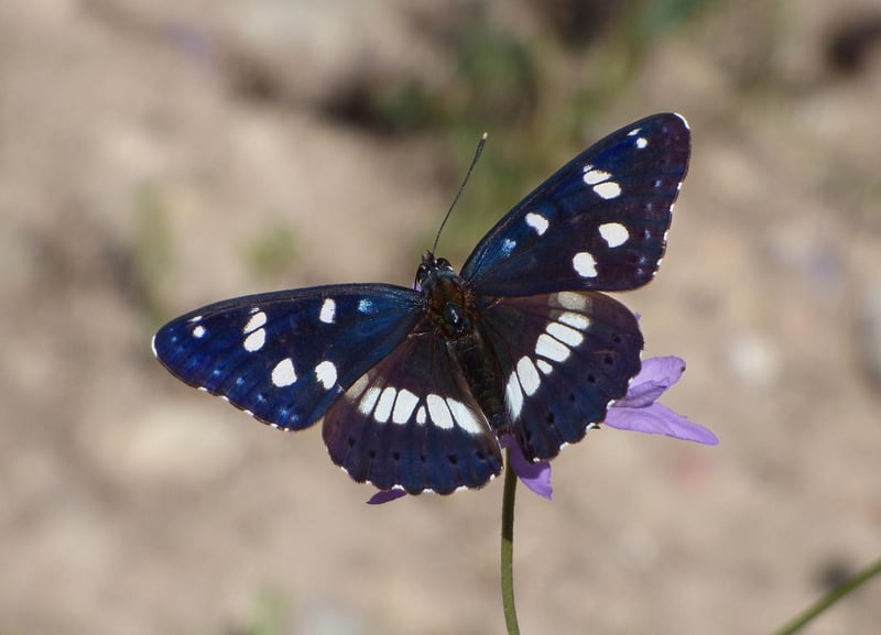 Woodland Nymphs